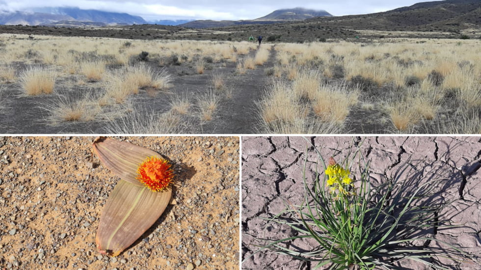 Old Souls: plants of the Karoo